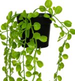 ФЕЙКА, искусственное растение в горшке, 80 см, зеленый