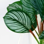 ФЕЙКА, искусственное растение в горшке, калатея, 9х30 см